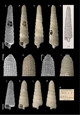 Triphora patricia