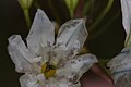 Triteleia hyacinthina 0067.JPG
