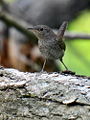 Juvenile; Hickory Grove, Cary, Illinois