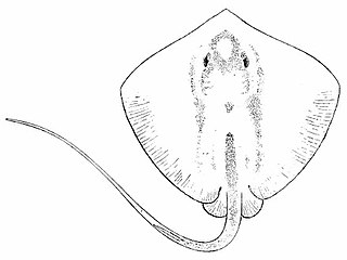 <i>Himantura alcockii</i> Species of cartilaginous fish