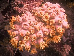 Descrição da imagem Tubastraea faulkneri - cup-coral-semi-retracted.jpg.