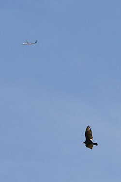 Turkey Vulture (Cathartes aura) and a Plane