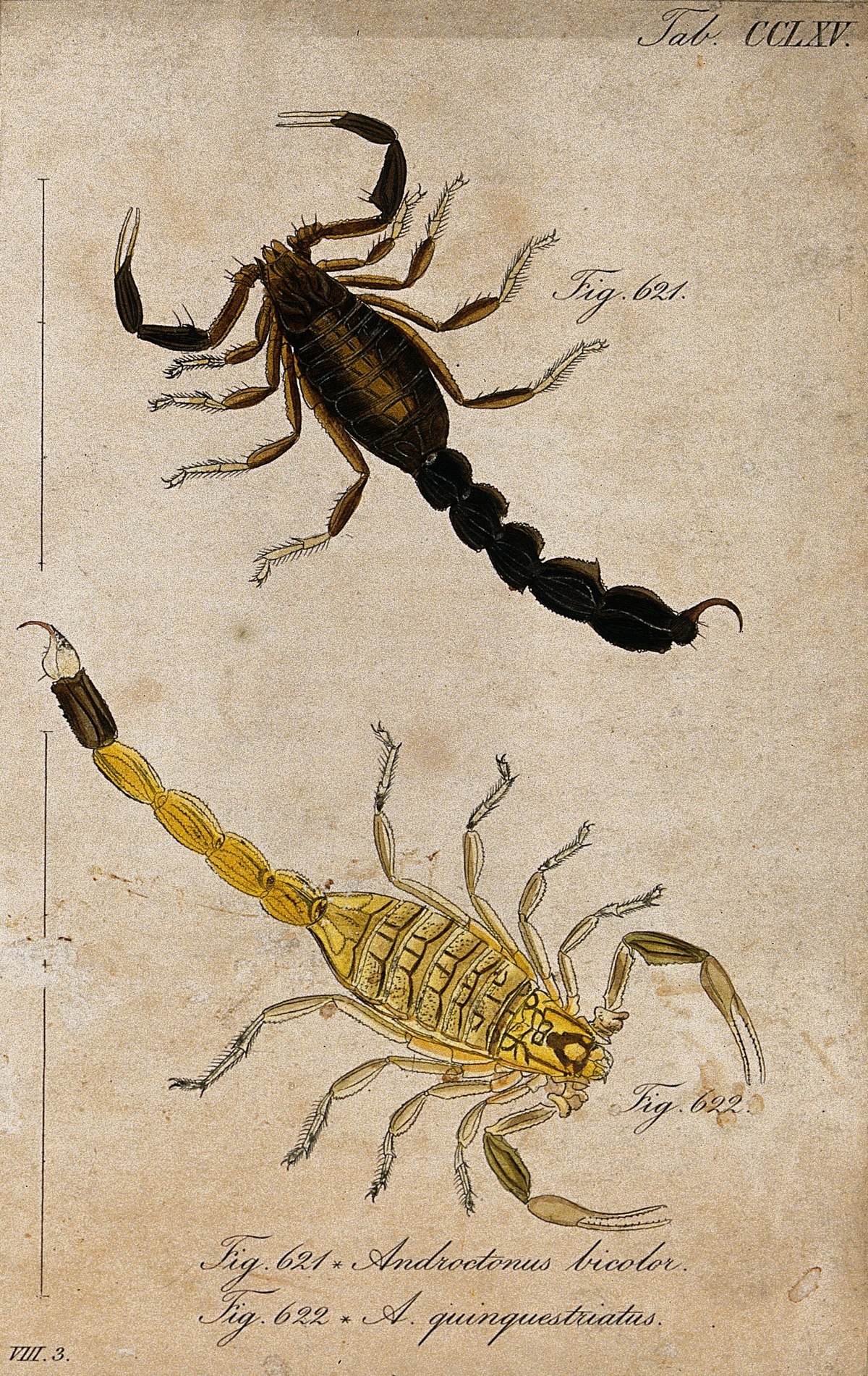 scorpion scientific illustration
