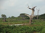 Category:Uda Walawe National Park - Wikimedia Commons