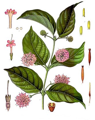 Uncaria gambir, from which gambier is produced Uncaria gambir - Kohler-s Medizinal-Pflanzen-275.jpg