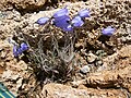 Unidentied Campanula - Jardin Botanique Alpin du Lautaret