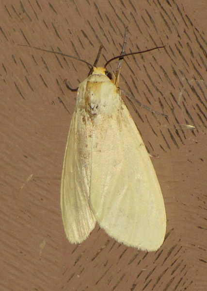 File:Unidentified Moth 3164.jpg