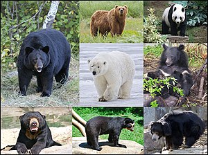 خرس: طبقه‌بندی, ویژگی‌ها, پراکندگی و زیستگاه