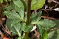 Valeriana arizonica - Flickr - aspidoscelis (1).jpg