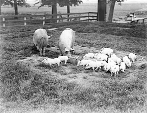 Varken met biggetjes bij troggen (1932)