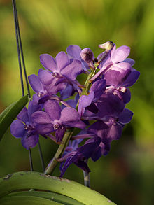 Vascostylis Çam Nehirleri.jpg