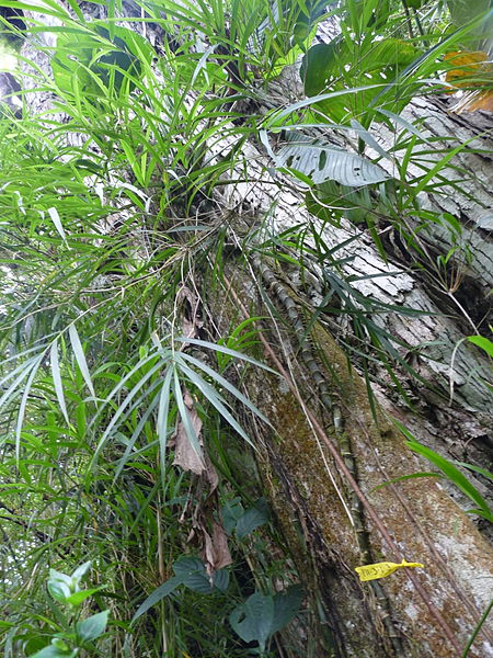 File:Vegetación de la Reserva de la Biosfera La Amistad Panama (RBLAP) 19.JPG