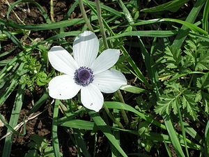 Anemone coronaria