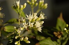 Vernonia condensata-DSC 722.jpg