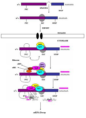 Vertebratemechanism.jpg