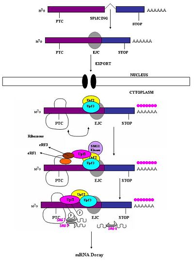 Nonsense mediated decay in mammals is mediated by the exon-exon junction. This junction is marked by a group of proteins which constitute the exon junction complex (EJC). The EJC recruits UPF1/SMG by transcription factors eRF1/eRF3. Interactions of these proteins lead to the assembly of the surveillance complex. This complex is ultimately responsible for the degradation of the nonsense mRNA. Vertebratemechanism.jpg