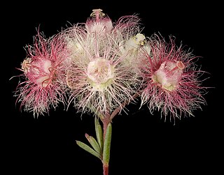 <i>Verticordia huegelii <span style="font-style:normal;">var.</span> huegelii</i> Variety of flowering plant