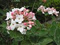 Vignette pour Viburnum carlesii