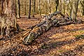 Vierhouterbos (Staatsbosbeheer). Natuurbos bij Vierhouten. Dode bomen worden niet meer verwijderd.