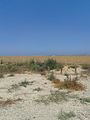 English: View of Gaza from Alumim עברית: תצפית אל עבר עזה מקיבוץ עלומים