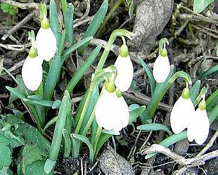 Almindelig Vintergæk (Galanthus nivalis).