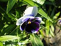 Darželinė našlaitė (Viola x wittrockiana)