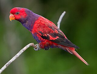 <span class="mw-page-title-main">Violet-necked lory</span> Species of bird