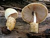 Volvariella bombycina 427541.jpg