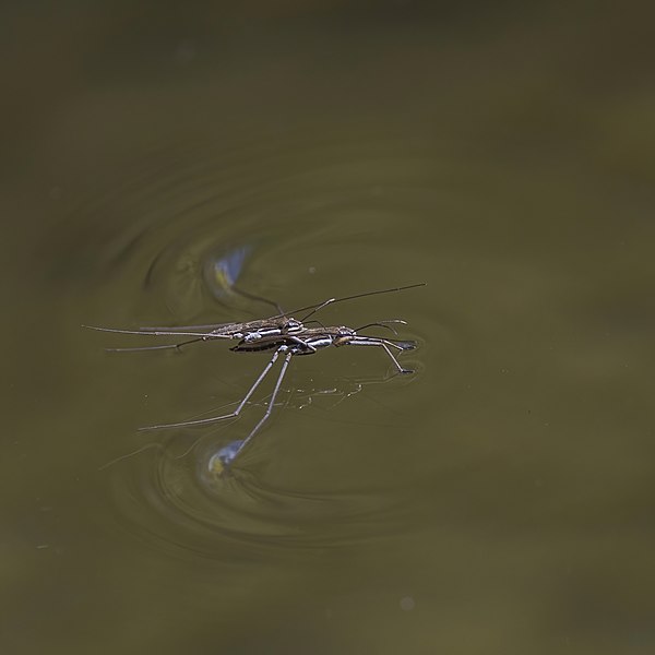 File:Water strider (Gerridae sp).jpg