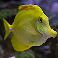 * Nomination Yellow Tang --Webysther 20:00, 30 June 2017 (UTC) * Decline Noise and too much of the fish is not in focus. --Peulle 21:54, 30 June 2017 (UTC)