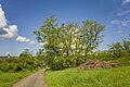 * Nomination Tree and hedge east of Neuses (Bundorf) --Plozessor 03:55, 28 May 2024 (UTC) * Promotion  Support Good quality.--Agnes Monkelbaan 04:04, 28 May 2024 (UTC)  Support Good quality.--Tournasol7 04:06, 28 May 2024 (UTC)