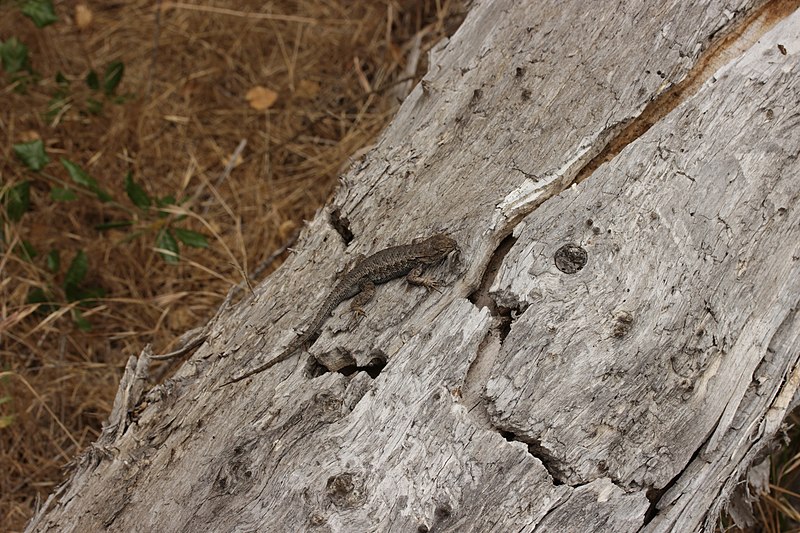 File:Western Fence Lizard - Sceloporus occidentalis (42904150572).jpg