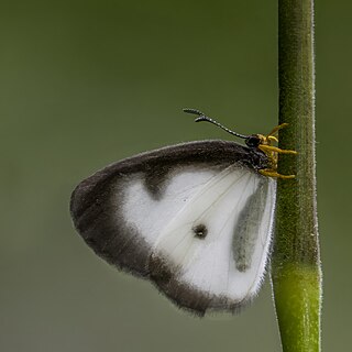 <i>Ornipholidotos tiassale</i> Species of butterfly