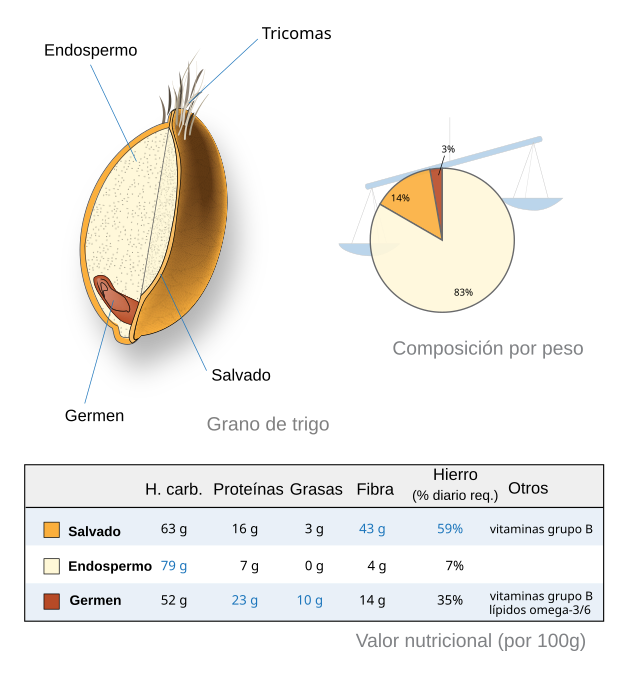 El Grano de Trigo, PDF, Trigo