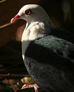 White-headed Pigeon (cropped).jpg