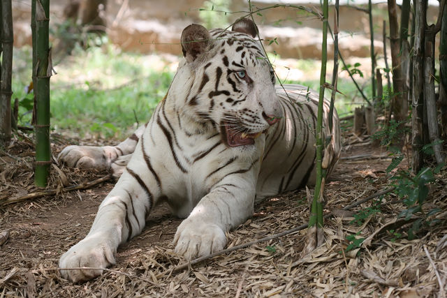 Bannerghatta National Park