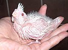3-седмично пиле албинос.