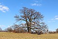 Vignette pour la version du 5 mars 2014 à 01:01