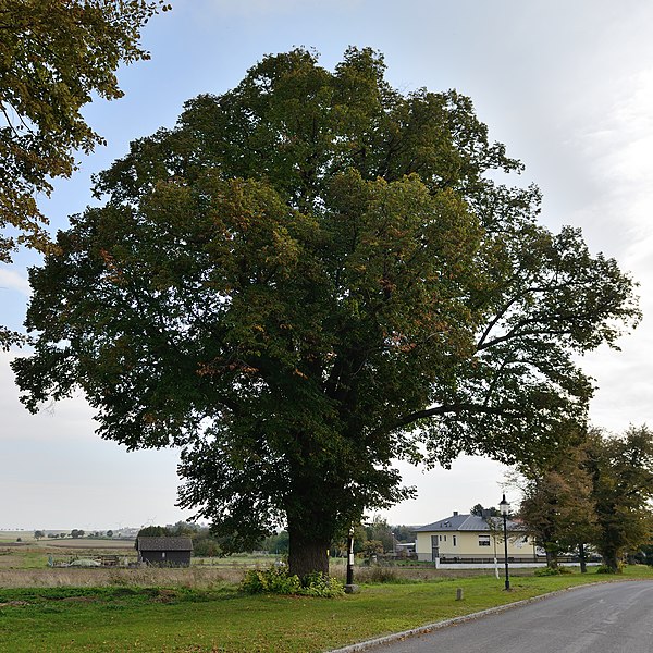 File:Winterlinde,Martinsdorf.jpg