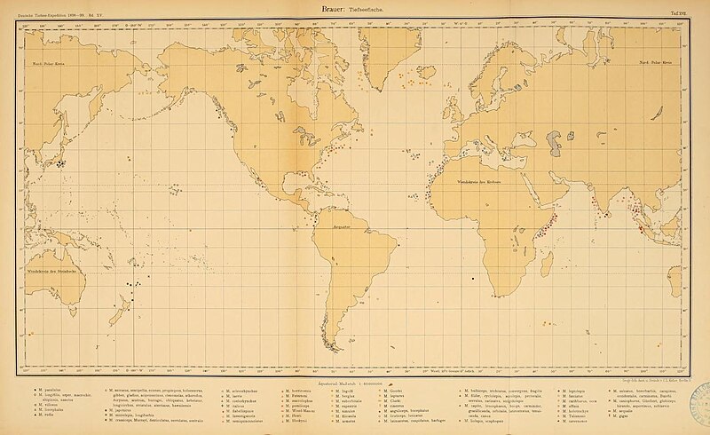 File:Wissenschaftliche Ergebnisse der Deutschen Tiefsee-Expedition auf dem Dampfer "Valdivia" 1898-1899 (Tafel 17) (7413864088).jpg