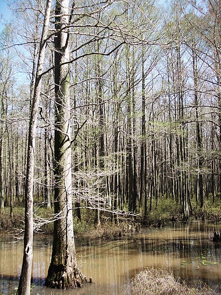 File:Wolf River Clark Conservation Area 15 - panoramio.jpg