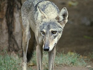 Canis Lupus Pallipes: Tassonomia, Descrizione, Areale e status attuale