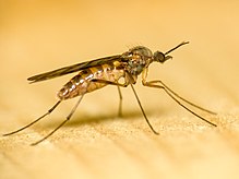 Wood Gnat (Sylvicola) (12609603704) .jpg