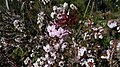 Woollsia pungens pink and white flower.jpg