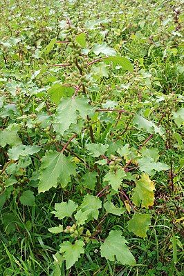 Elbe pointed burdock (Xanthium albinum subsp.albinum)