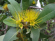 Xanthostemon paradoxus Blüten 1.jpg