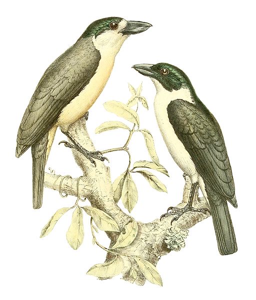 Xenopirostris damii 1868