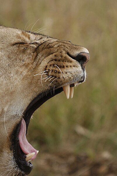 File:Yawning (1201454500).jpg