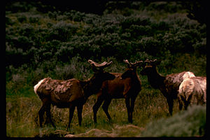 Yellowstone National Park YELL2963.jpg