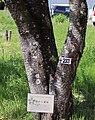 P233 予野の八重桜 Yononoyaezakura プレートと番号の写真
